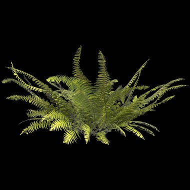 Eğrelti otunun siyah arkaplanda izole edilmiş 3D çizimi