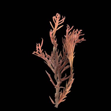 Siyah zemin üzerinde izole edilmiş üç boyutlu yosun çizimi