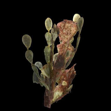 Siyah arka planda izole edilmiş 3 boyutlu carrageen deniz yosunu çizimi