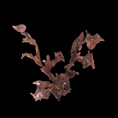 Siyah arka planda izole edilmiş 3 boyutlu carrageen deniz yosunu çizimi