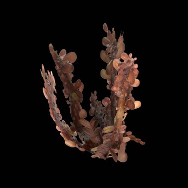Siyah arka planda izole edilmiş 3 boyutlu carrageen deniz yosunu çizimi