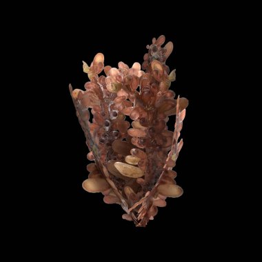 Siyah arka planda izole edilmiş 3 boyutlu carrageen deniz yosunu çizimi