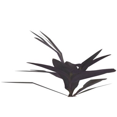 Tradescantia pallida bitki ve yaprağının beyaz arka planda izole edilmiş 3D çizimi