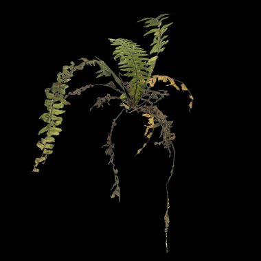 Eğrelti otunun siyah arkaplanda izole edilmiş 3D çizimi