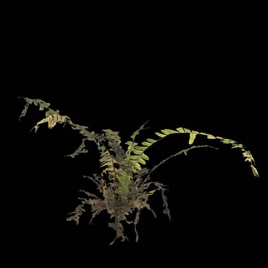 Eğrelti otunun siyah arkaplanda izole edilmiş 3D çizimi