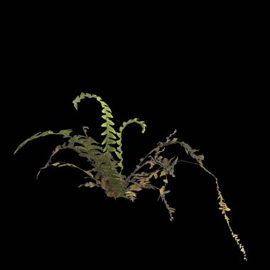 Eğrelti otunun siyah arkaplanda izole edilmiş 3D çizimi