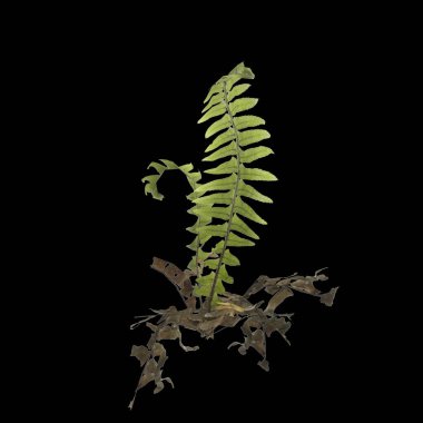 Eğrelti otunun siyah arkaplanda izole edilmiş 3D çizimi