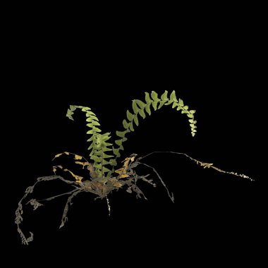 Eğrelti otunun siyah arkaplanda izole edilmiş 3D çizimi