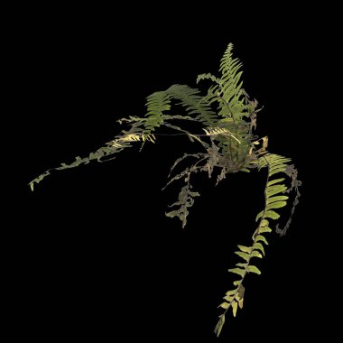 Eğrelti otunun siyah arkaplanda izole edilmiş 3D çizimi