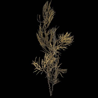 Siyah arka planda izole edilmiş 3 boyutlu deniz yosunu çizimi