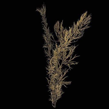 Siyah arka planda izole edilmiş 3 boyutlu deniz yosunu çizimi