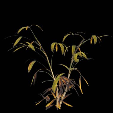 Rhapis bitkisinin siyah arkaplanda izole edilmiş 3d illüstrasyonu