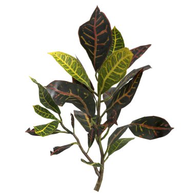 Beyaz arkaplanda izole edilmiş kodiaeum varyasyon bitkisinin 3d çizimi