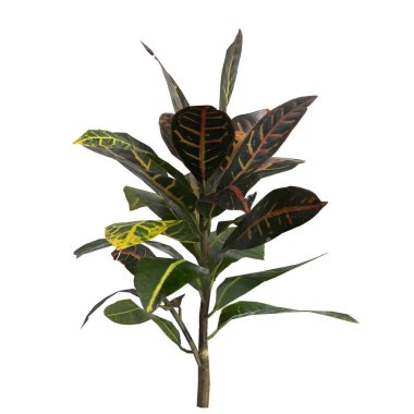 Beyaz arkaplanda izole edilmiş kodiaeum varyasyon bitkisinin 3d çizimi