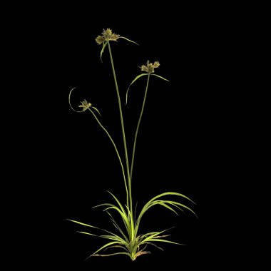 Cyperus difforis bitkisinin siyah arka planda izole edilmiş 3D çizimi