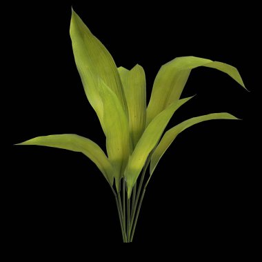 Apidistra elatior bitkisinin üç boyutlu çizimi siyah arkaplanda izole edildi