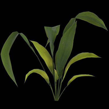 Apidistra elatior bitkisinin üç boyutlu çizimi siyah arkaplanda izole edildi