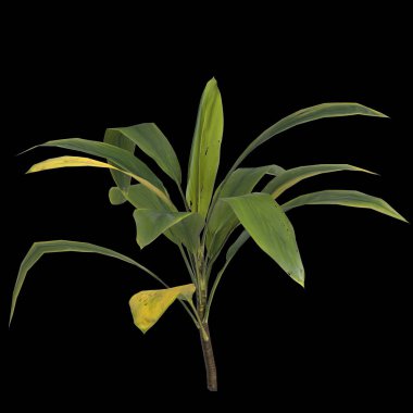 Apidistra elatior bitkisinin üç boyutlu çizimi siyah arkaplanda izole edildi