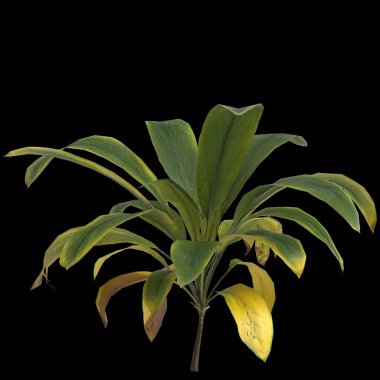 Apidistra elatior bitkisinin üç boyutlu çizimi siyah arkaplanda izole edildi