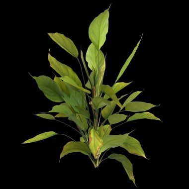 Siyah arkaplanda izole edilmiş aglaonema modestum bitkisinin 3d çizimi