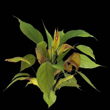 Siyah arkaplanda izole edilmiş aglaonema modestum bitkisinin 3d çizimi