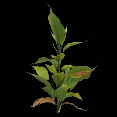 Siyah arkaplanda izole edilmiş aglaonema modestum bitkisinin 3d çizimi
