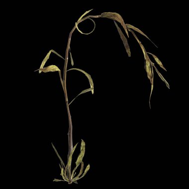 3d illustration of justicia gendarussa plant isolated on black background clipart