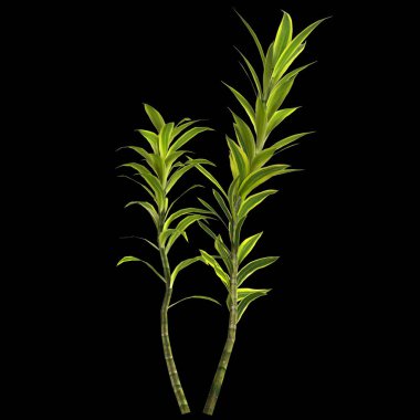 Dracena reflexa bitkisinin siyah arkaplanda izole edilmiş 3d çizimi