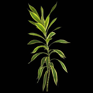 Dracena reflexa bitkisinin siyah arkaplanda izole edilmiş 3d çizimi