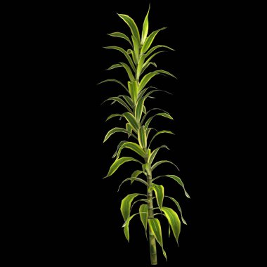 Dracena reflexa bitkisinin siyah arkaplanda izole edilmiş 3d çizimi