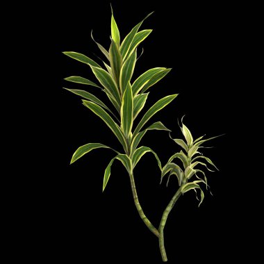 Dracena reflexa bitkisinin siyah arkaplanda izole edilmiş 3d çizimi