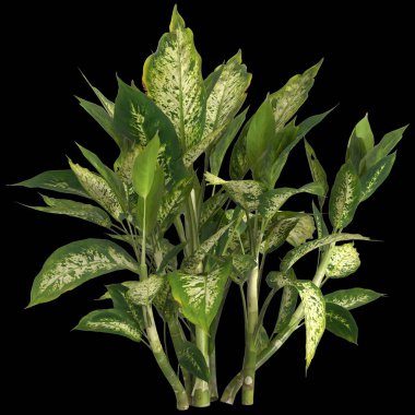Dieffenbachia maculata bitkisinin siyah arka planda izole edilmiş 3D çizimi