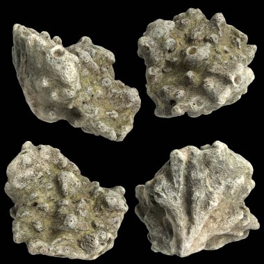 Arka planda izole edilmiş 3d mercan çizimi