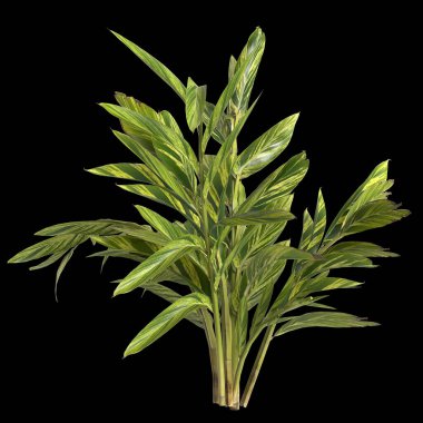 Alpinia zerumbet bitkisinin siyah arkaplanda izole edilmiş 3d çizimi
