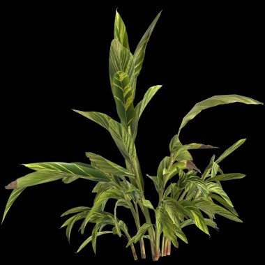 Alpinia zerumbet bitkisinin siyah arkaplanda izole edilmiş 3d çizimi