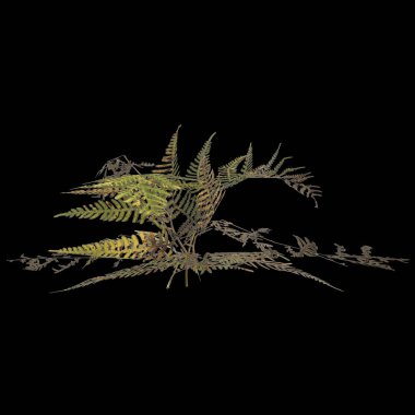 Siyah zemin üzerinde izole edilmiş pteris tremula bitkisinin 3d çizimi