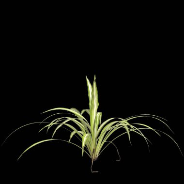 Siyah arka planda izole edilmiş çeşitli keten zambak bitkisinin 3D çizimi