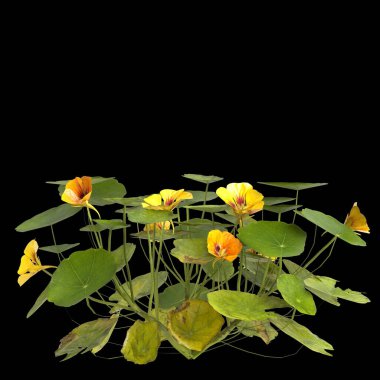 Nasturtium bitkisinin siyah arka planda izole edilmiş 3D çizimi