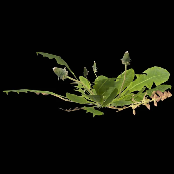 Ilustrasi Tanaman Dandelion Terisolasi Pada Latar Belakang Hitam — Stok Foto