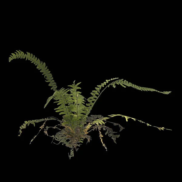 Иллюстрация Папоротника Растения Изолированы Черном Фоне — стоковое фото