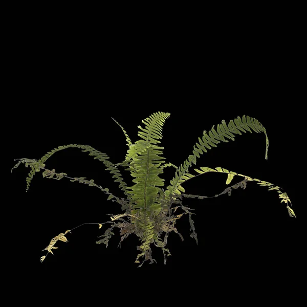 Illustration Fern Plant Isolated Black Background — Stock Photo, Image