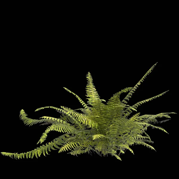 黑色背景下分离蕨类植物3D图解 — 图库照片