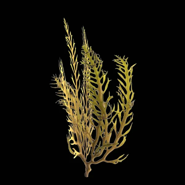 Ilustrace Sargassum Mořských Řas Izolovaných Černém Pozadí — Stock fotografie