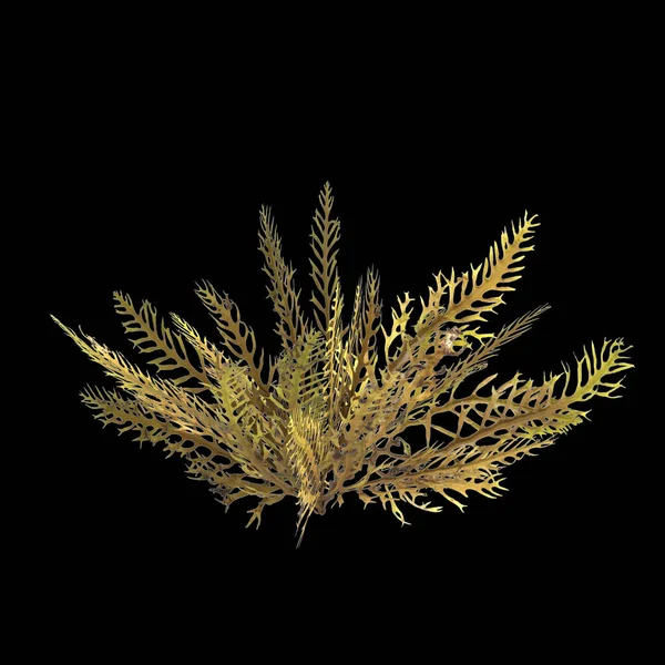 Ilustrace Sargassum Mořských Řas Izolovaných Černém Pozadí — Stock fotografie
