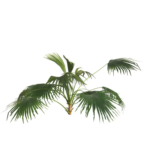Illustration Der Livistona Pflanze Isoliert Auf Weißem Hintergrund — Stockfoto