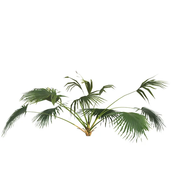 白色背景下分离的利沃斯托纳植物3D图例 — 图库照片