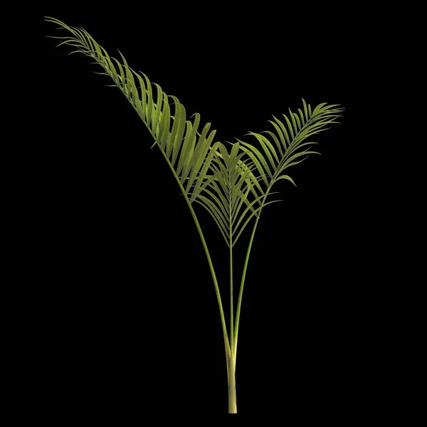 Ilustrace Palmy Kentia Izolované Černém Pozadí — Stock fotografie