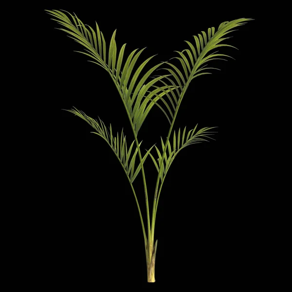 Illustration Kentia Palm Plant Isolated Black Background — Stock Photo, Image
