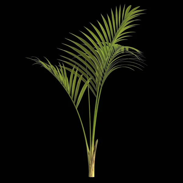 Ілюстрація Рослини Кентія Пальми Ізольовані Чорному Тлі — стокове фото