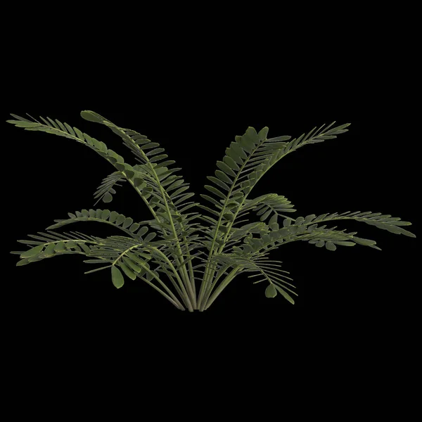 Απεικόνιση Του Φυτού Zamia Furfurfuracea Που Απομονώνονται Μαύρο Φόντο — Φωτογραφία Αρχείου